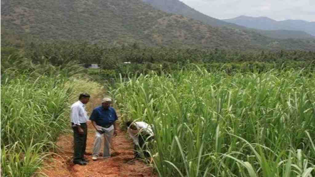 Sugarcane Breeding Institute Vacancy